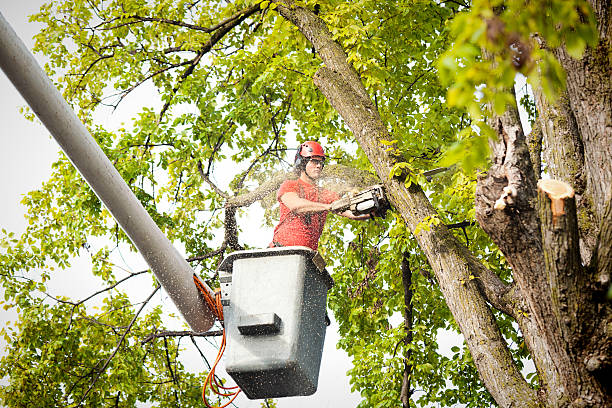 Best Tree Removal  in Plain City, UT