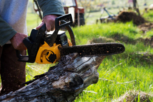 Best Commercial Tree Services  in Plain City, UT