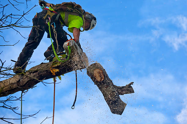 Best Seasonal Cleanup (Spring/Fall)  in Plain City, UT