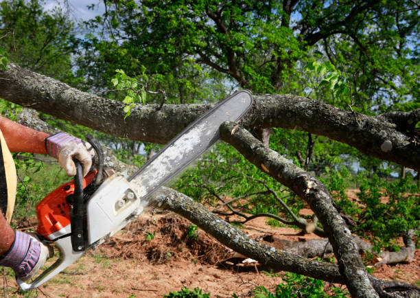 Best Commercial Tree Services  in Plain City, UT